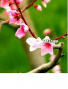 ���ӻ���¼С˵