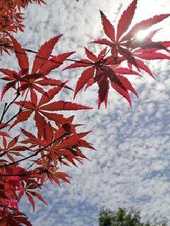 ���޷�ƬС˵