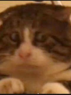 ��ʵ�һ��С˵