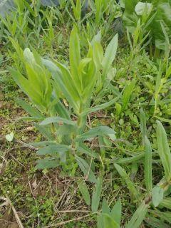 �����İ����С˵